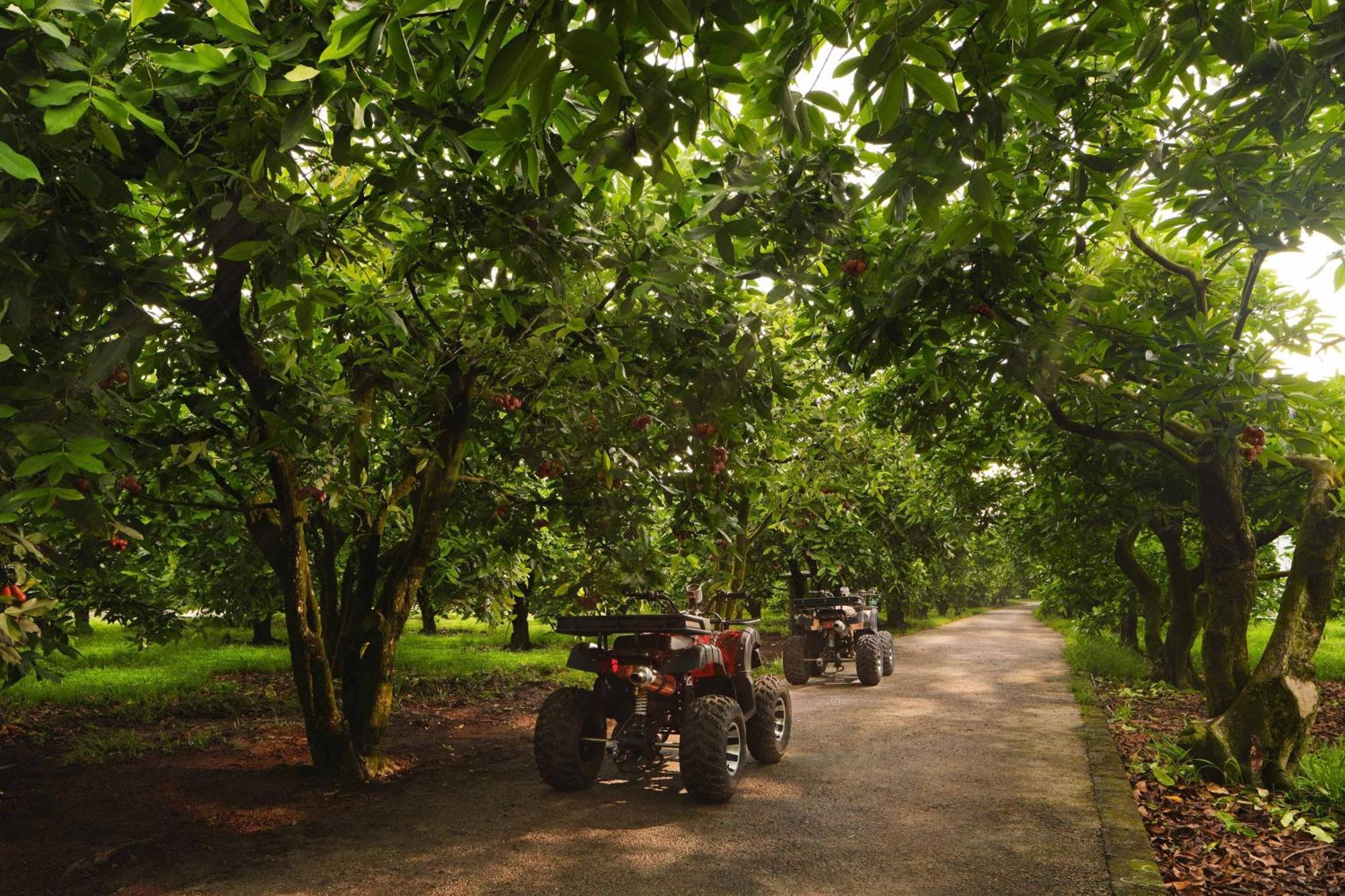 เดอะ เวสทิน เดซารู โคสต์ รีสอร์ต Hotel เดอซารู ภายนอก รูปภาพ Chestnut trees in the UK